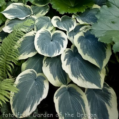 Hosta Northern Exposure