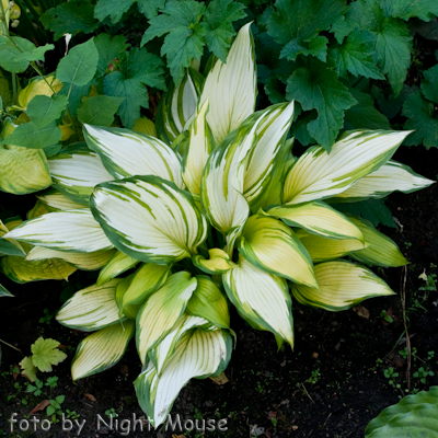 Hosta On Stage