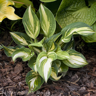 Hosta Ooh La La