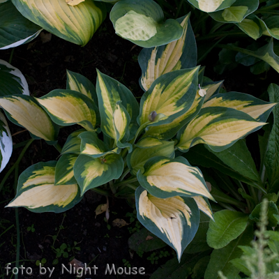 Hosta Orange Marmalade