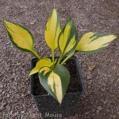 Hosta Orange Star