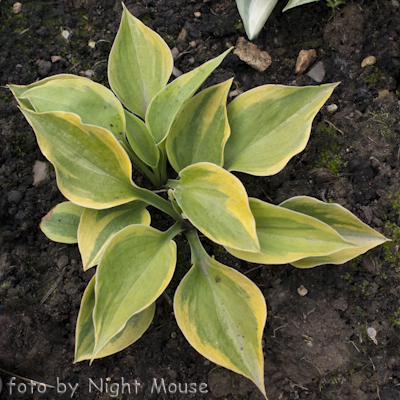 Hosta Pamela Lee