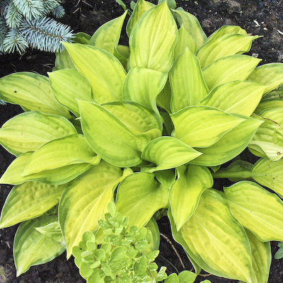 Hosta Paradigm