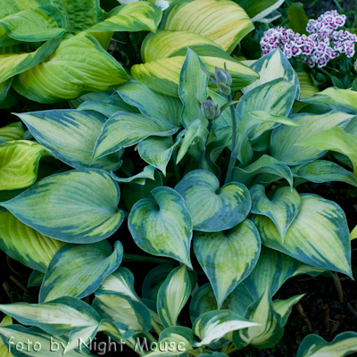 Hosta Paradise Joyce