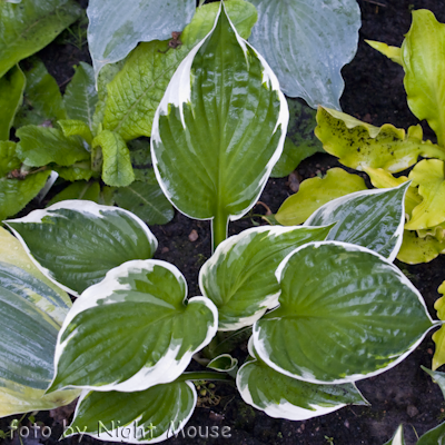 Hosta Patriot