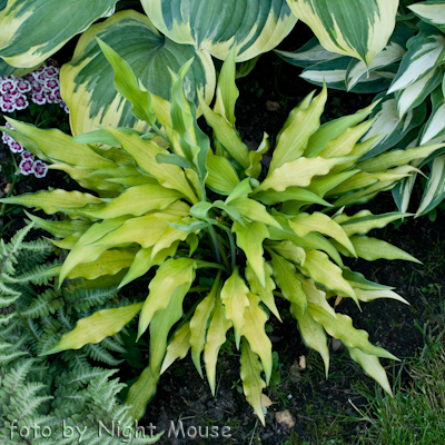 Hosta Pineapple Upsidedown Cake