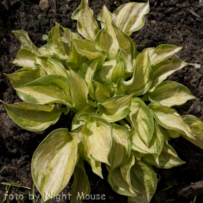 Hosta Pistache