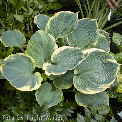 Hosta Pizzaz