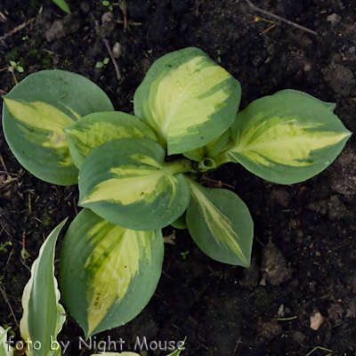 Hosta Popcorn