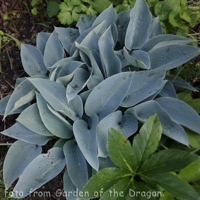 Hosta Powderpuff