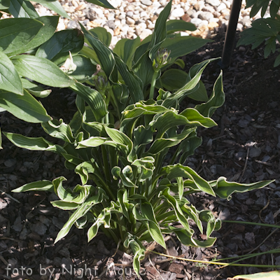 Hosta Praying Hands