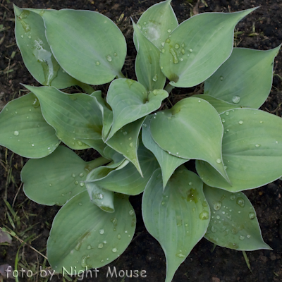 Hosta Purple Haze