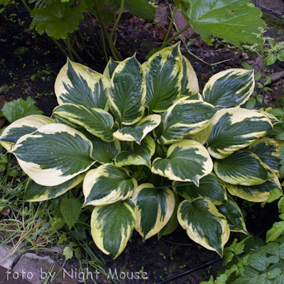 Hosta Queen Josephine