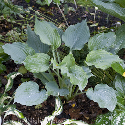 Hosta Queen Of The Seas