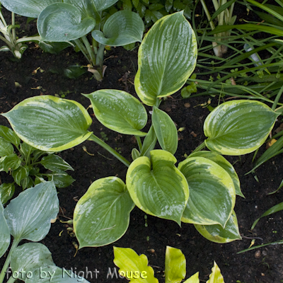 Hosta Rain Dancer