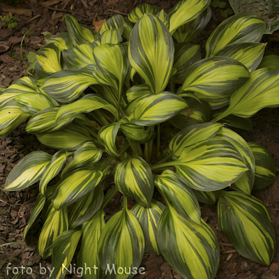 Hosta Rainbow`s End