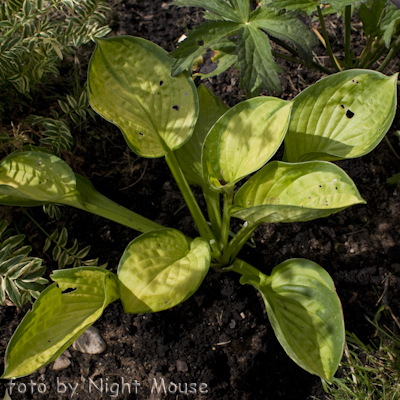 Hosta Rainforest Sunrise