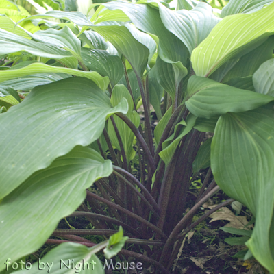 Hosta Red October