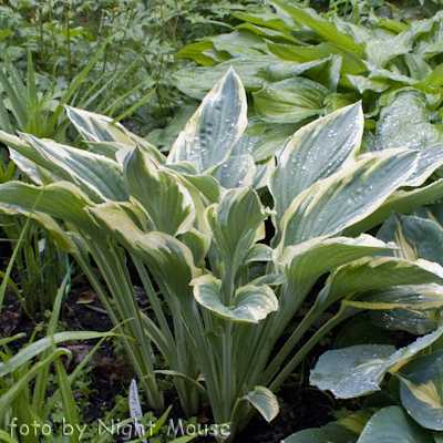 Hosta Regal Splendor