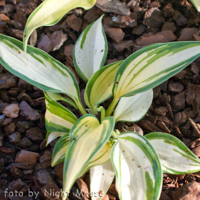 Hosta Remember Me