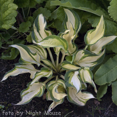 Hosta Reversed