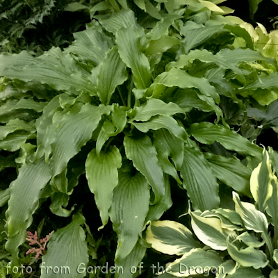 Hosta Ringtail