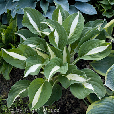 Hosta Risky Business