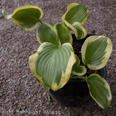 Hosta Riviera Sunset