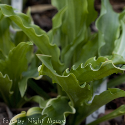 Hosta Roller Coaster Ride