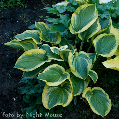 Hosta Rosedale Misty Pathways