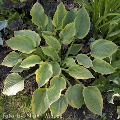 Hosta Royal Flush