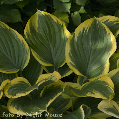 Hosta Sagae