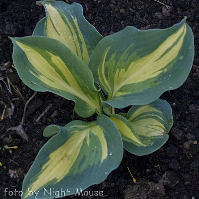 Hosta Saint Paul