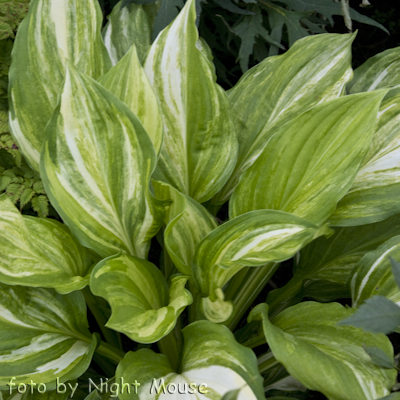 Hosta Savannah Supreme