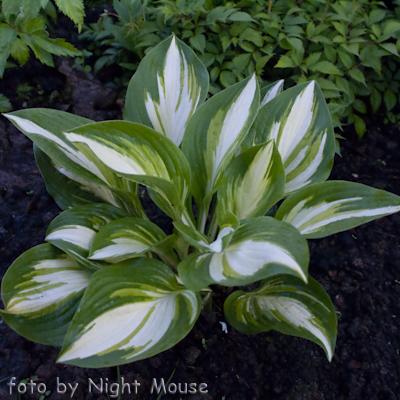 Hosta Sea Thunder