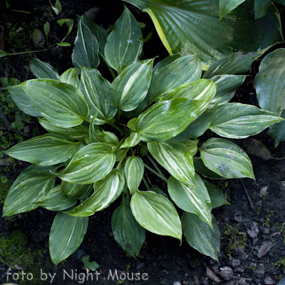 Hosta Seiryu Kiyosumi