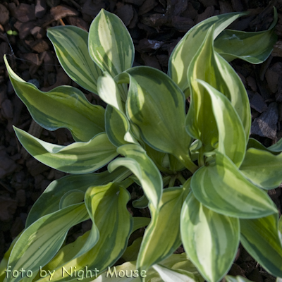 Hosta Serendipity Singer