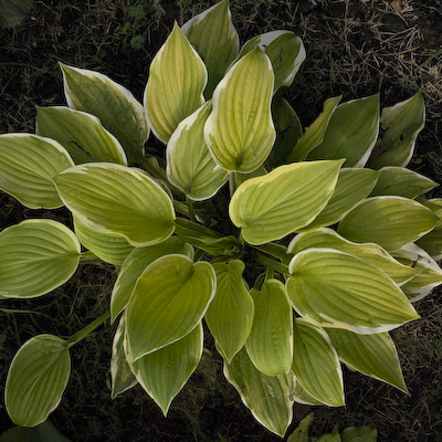 Hosta Shade Fanfare