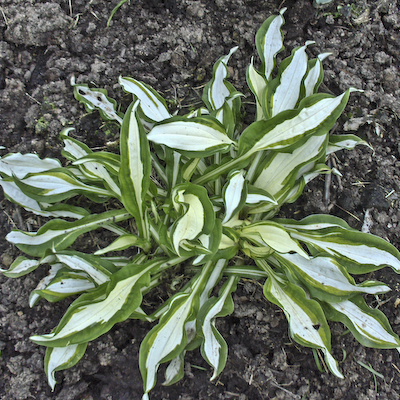 Hosta Silver Kabitan