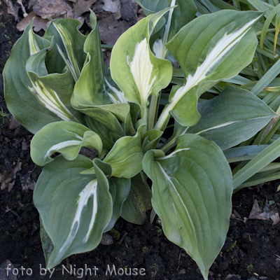 Hosta Silver Lode