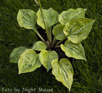 Hosta Silver Threads And Golden Needles