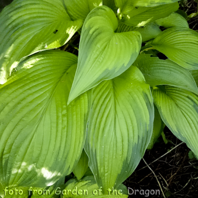 Hosta Smooth Sailing