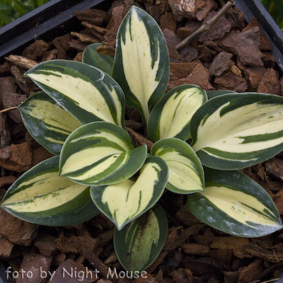 Hosta Snow Mouse