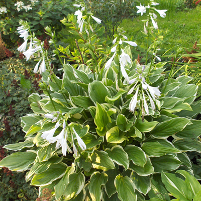 Hosta So Sweet