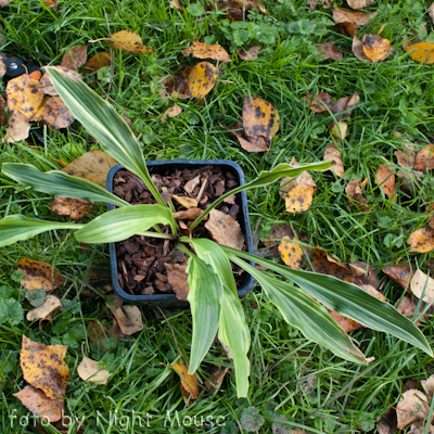 Hosta Spiked Punch