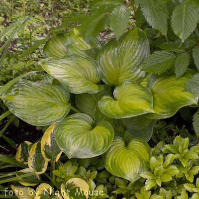 Hosta Stained Glass