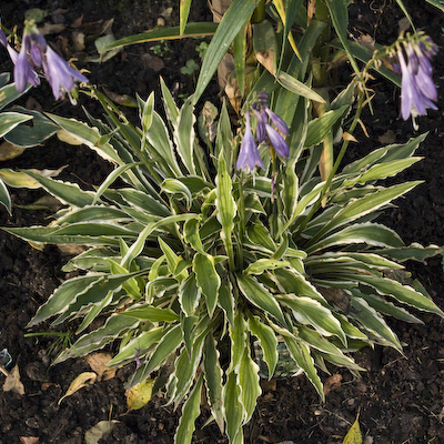 Hosta Stiletto