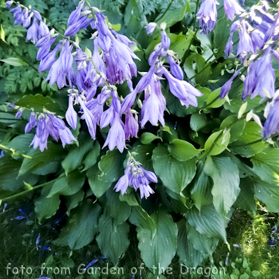 Hosta Stirfry