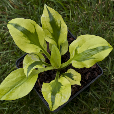 Hosta Stitch In Time