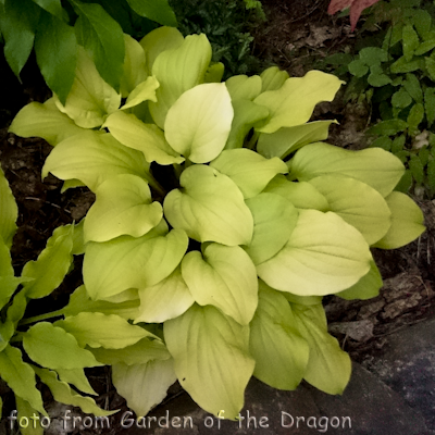 Hosta Strawberry Banana Smoothie